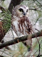 saw-whet owl perched on branch